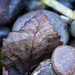 Leaf & Rocks by kwind