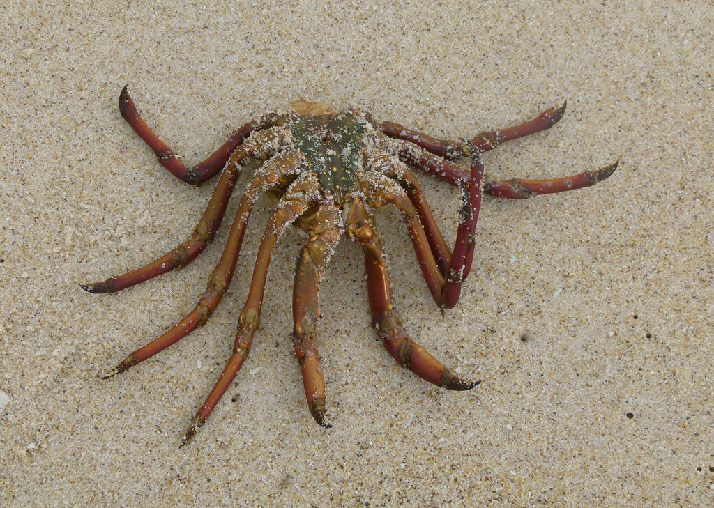 Deceased Crab by onewing