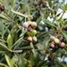 Olives by acolyte