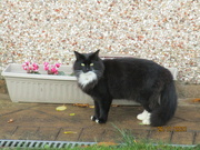 26th Nov 2021 - A beautiful black and white cat.