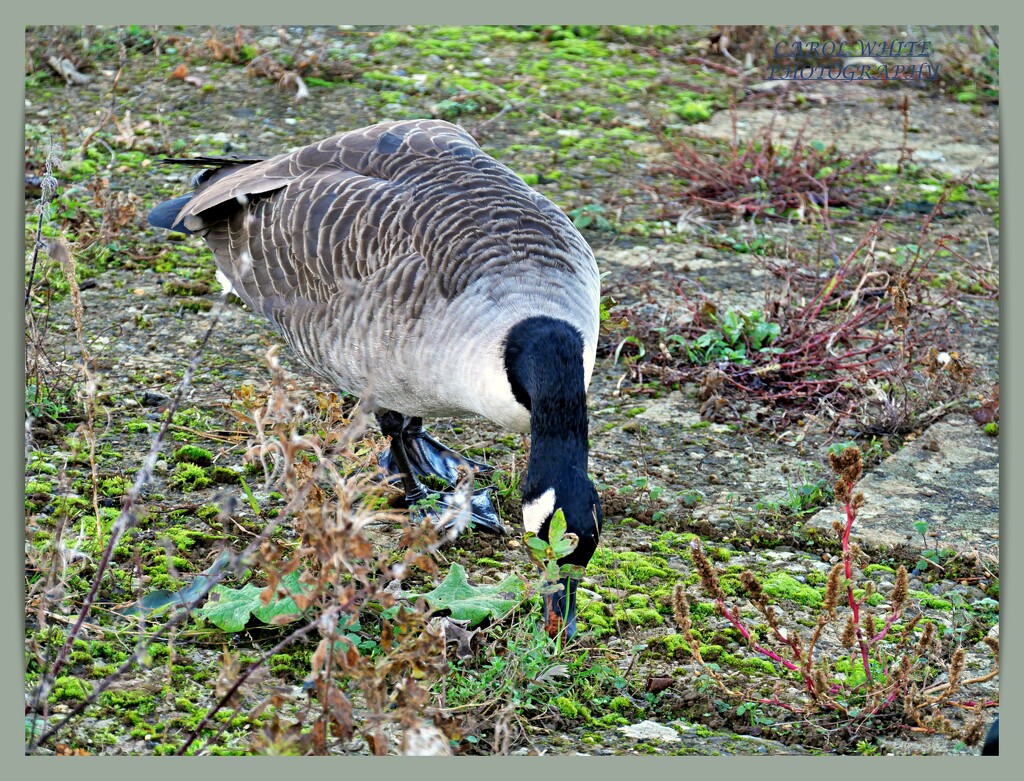 Foraging by carolmw