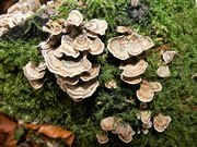21st Nov 2021 - Shelf fungus and moss