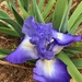 Bearded Iris  by dkellogg
