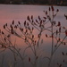 sumac sunrise by stillmoments33
