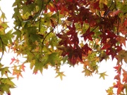 3rd Nov 2021 - Sweetgum leaves on a cloudy day...