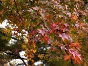 1st Nov 2021 - The color pallet of the sweetgums in autumn...
