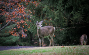 26th Nov 2021 - Deer in the park