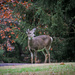 Deer in the park by mittens