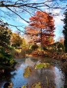 26th Nov 2021 - Pond in Homestead Park