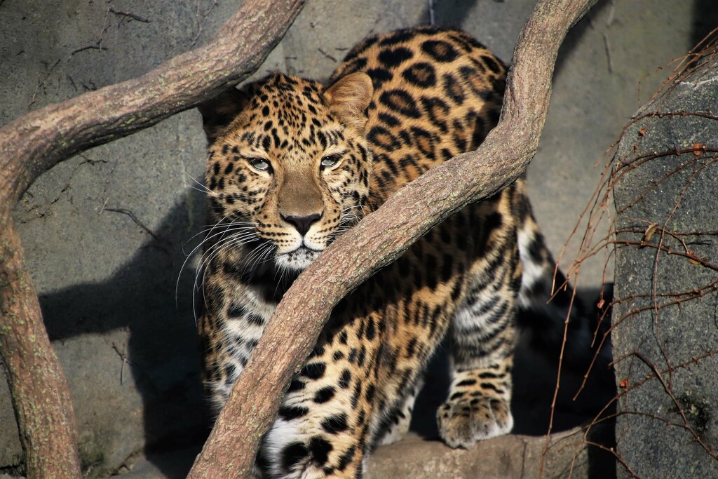 Leopard Stare by randy23