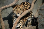 26th Nov 2021 - Leopard Stare