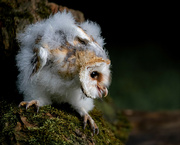 26th Nov 2021 - Barn Owl Chick 