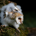 Barn Owl Chick  by shepherdmanswife