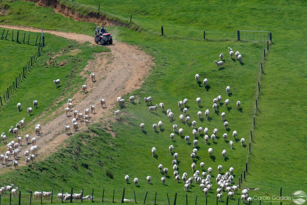 Herding the Flock by yorkshirekiwi
