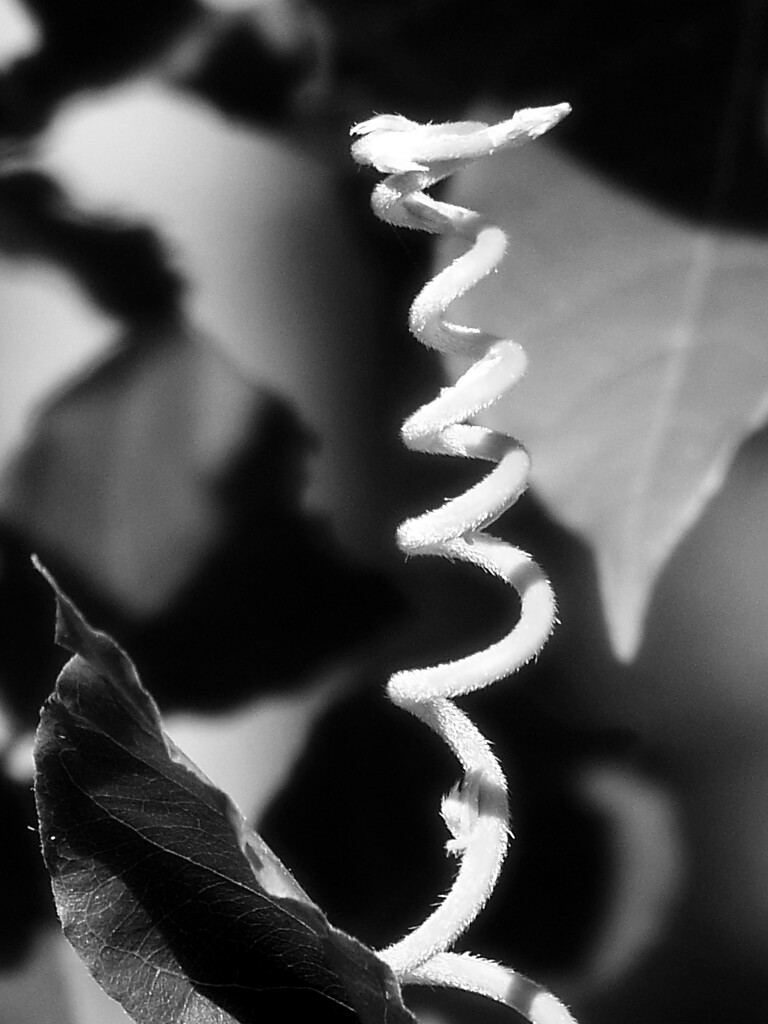 Spiral... by marlboromaam