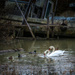 Swans, Finn Slough by cdcook48