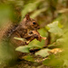 Mr Squirrel Snacking on the Mushrooms! by rickster549