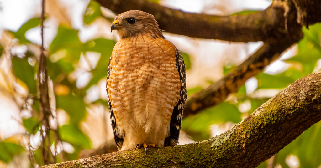 Another Red Shouldered Hawk! by rickster549