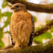 Another Red Shouldered Hawk! by rickster549