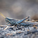 Maui Grasshopper by nicoleweg