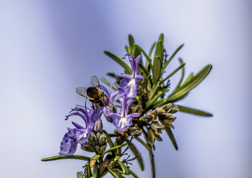 Bee tucking in on the small Rosemary flowers. by ludwigsdiana