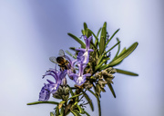27th Nov 2021 - Bee tucking in on the small Rosemary flowers.