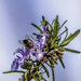 Bee tucking in on the small Rosemary flowers. by ludwigsdiana