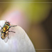 A tiny fly on my Orchid by ludwigsdiana