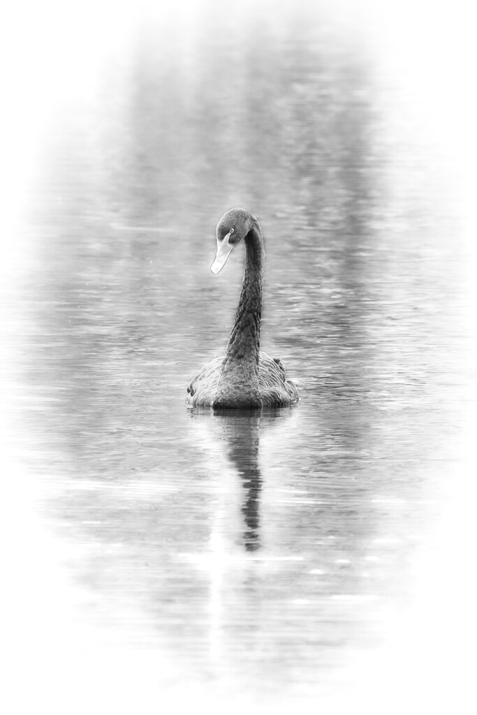 Black swan by dkbarnett