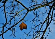 27th Nov 2021 - The last leaf.