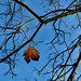 The last leaf. by grace55