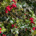 Holly Hedge by 365projectmaxine