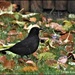 Poor blackbird doesn't get a look in by rosiekind