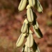 Bountiful seed pods... by marlboromaam