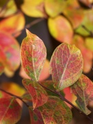 13th Nov 2021 - Crepe myrtle leaves...