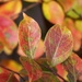 Crepe myrtle leaves... by marlboromaam