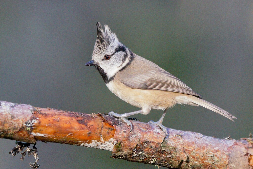 CRESTED TIT - TWO by markp