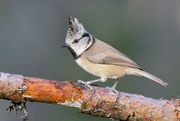 27th Nov 2021 - CRESTED TIT - TWO