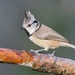 CRESTED TIT - TWO by markp