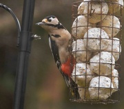 27th Nov 2021 - Great Spotted Woodpecker