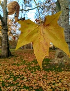 23rd Nov 2021 - Autumn leaf