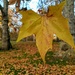 Autumn leaf by boxplayer