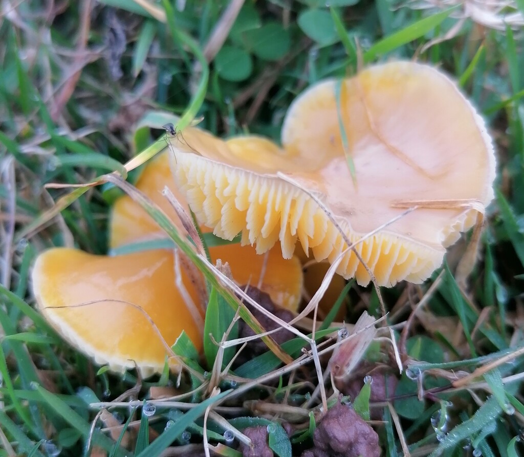 Fungi by kimka