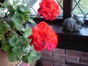 22nd Nov 2021 - My porch geraniums