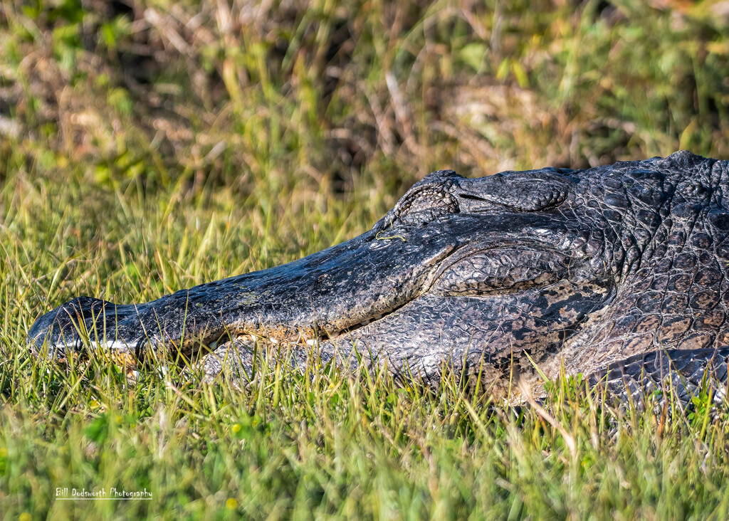 Gator Alley, Sweetwater Wetlands by photographycrazy