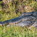 Gator Alley, Sweetwater Wetlands by photographycrazy