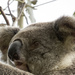 Matilda up close by koalagardens