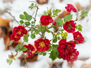 27th Nov 2021 - Roses in the snow 
