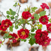 Roses in the snow  by haskar