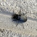 Bug by monicac